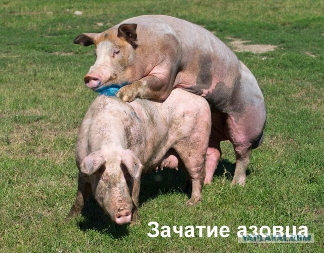 Троли или...