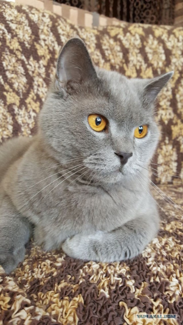Котовторник ведь начался!