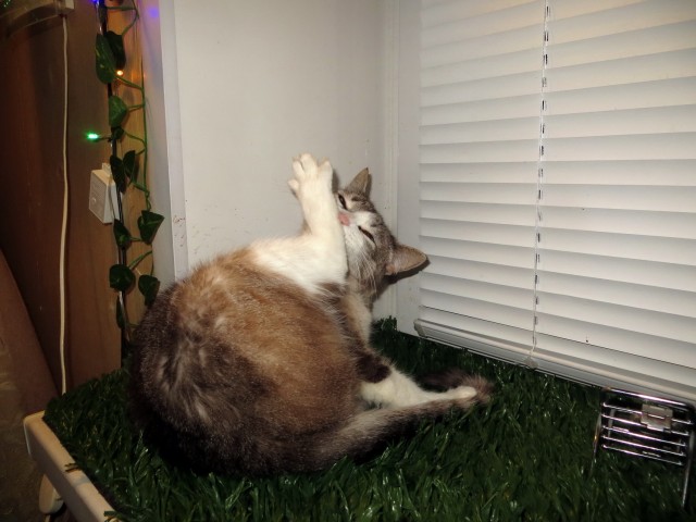 Котовторник 07.06.2022