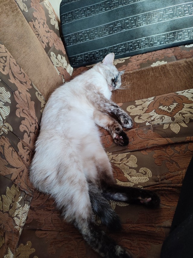 Начну котовторник чуть раньше!