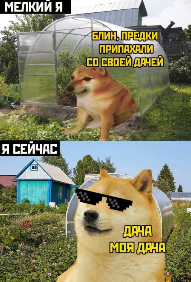 Картинки и мемы для настроения - 29