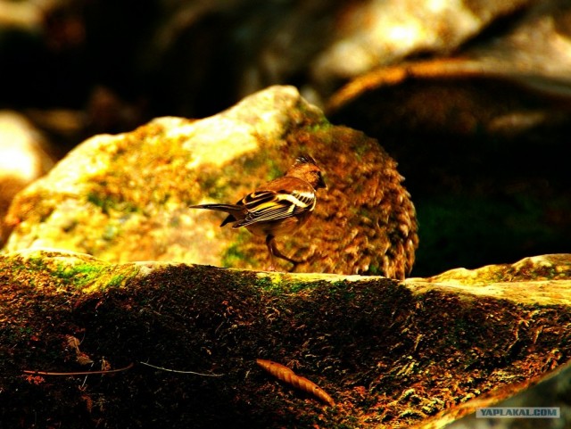 Прогулка по Крыму