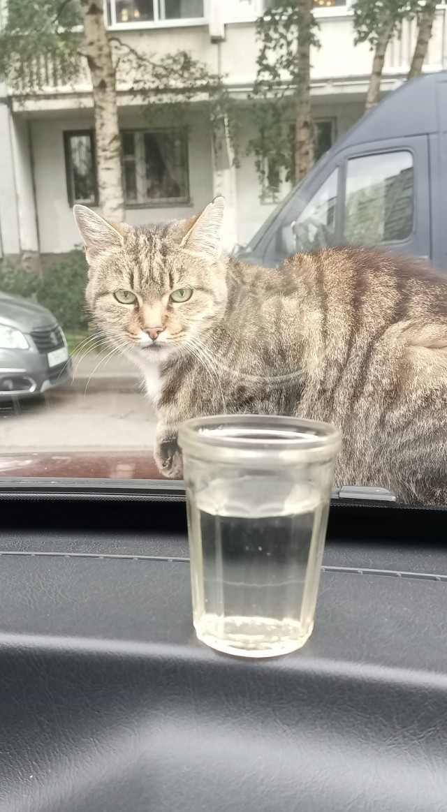 На котовторник