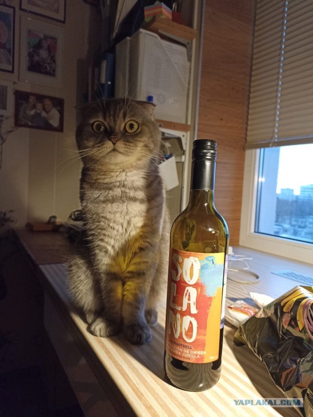 Коточетверг!