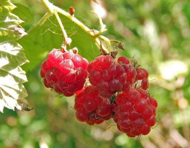 Уральское лето моими глазами