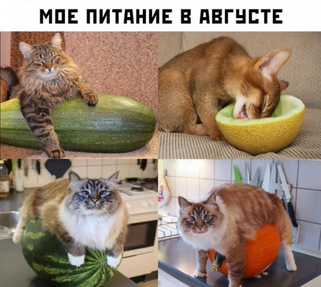 Так себе картинки 05.08.23