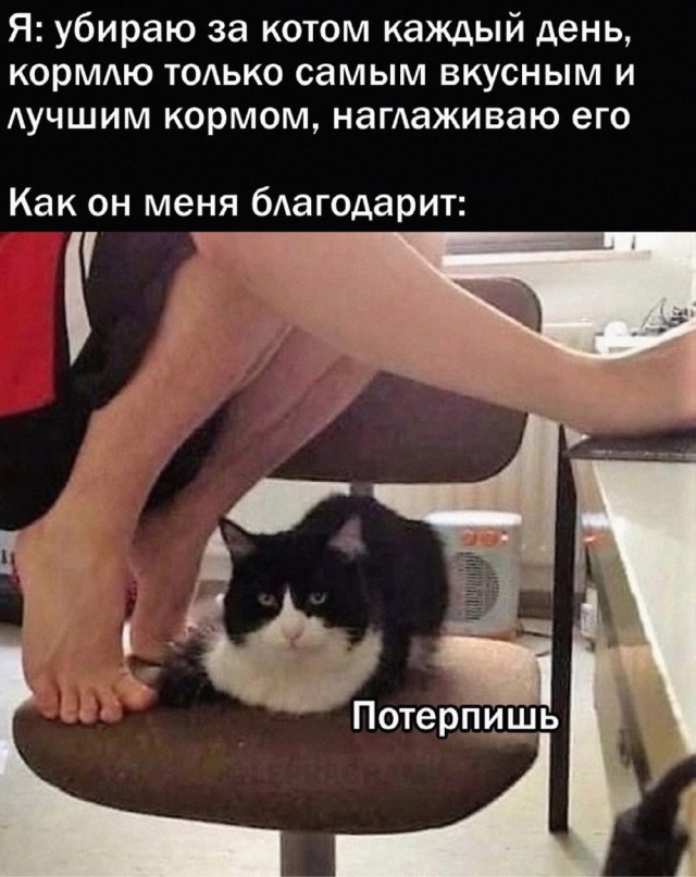Весёлый полтишок 07.08.23
