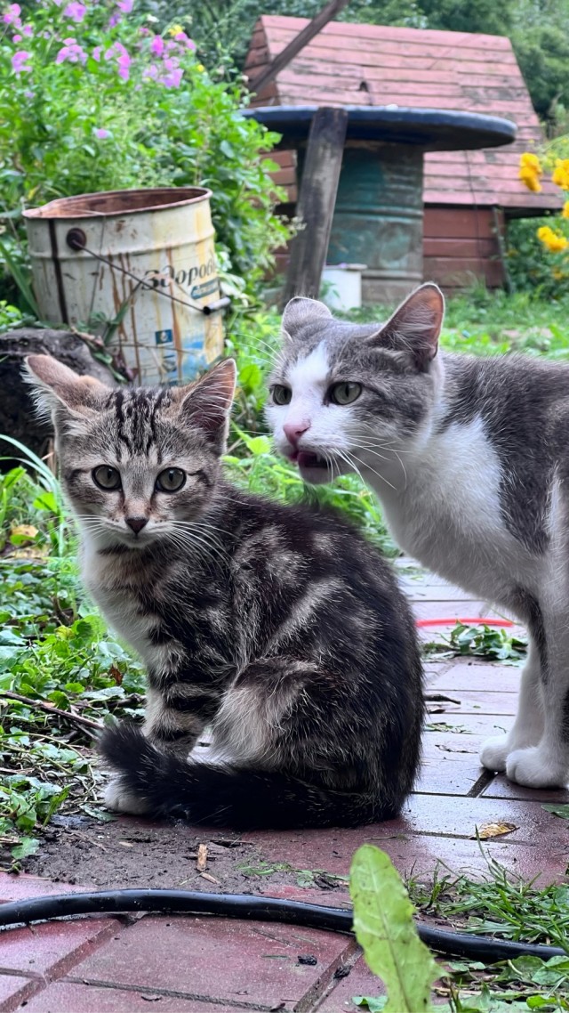 Котовторнику посвящается-Подобрашка