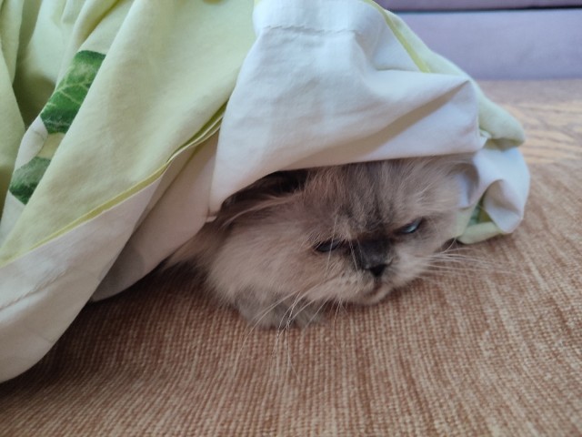 Жиза кошатников