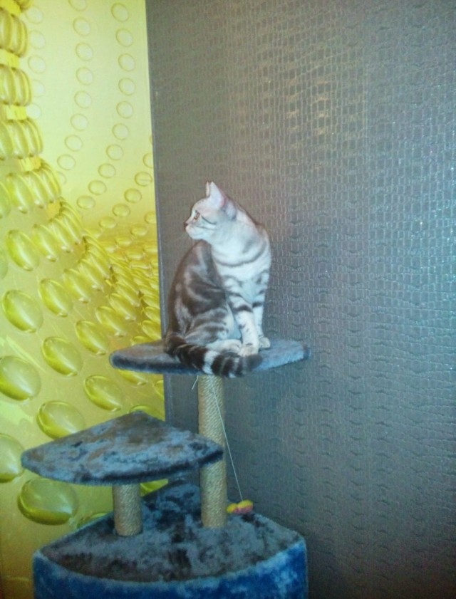 Юбилей кота 09.ХII.2013