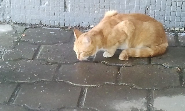Котовторник 30.04.2013