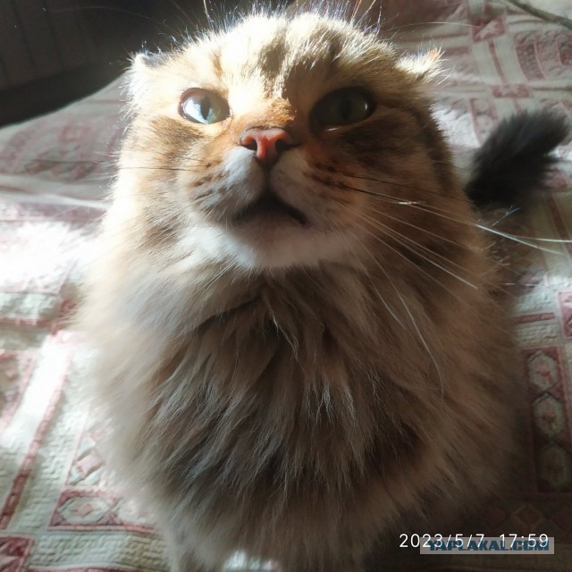 Эталон Яповского кота