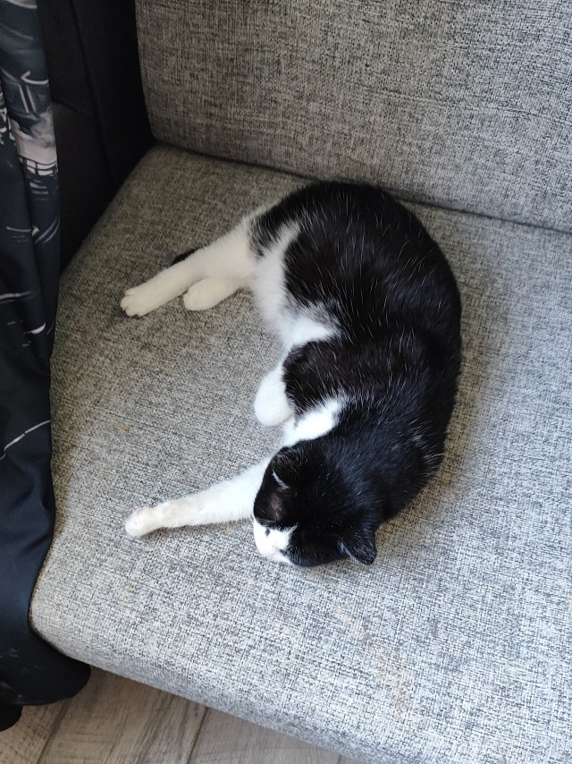 К котовторнику