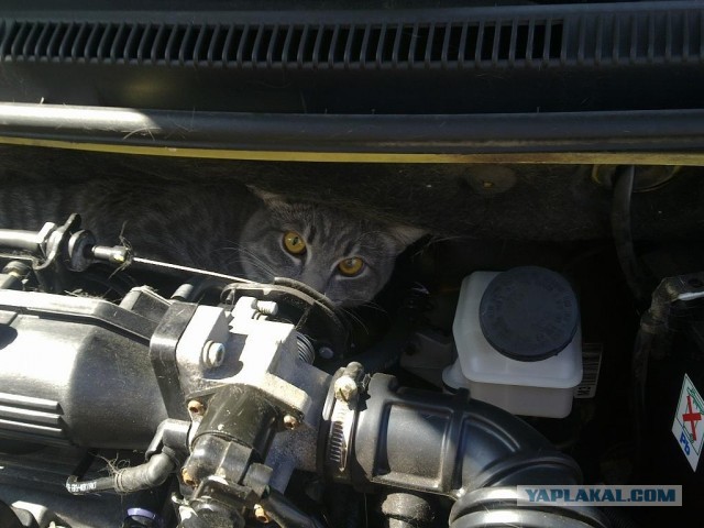 Кот в машине