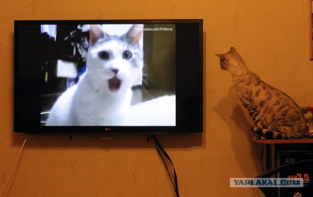 О бенгальских котах на наглядном примере