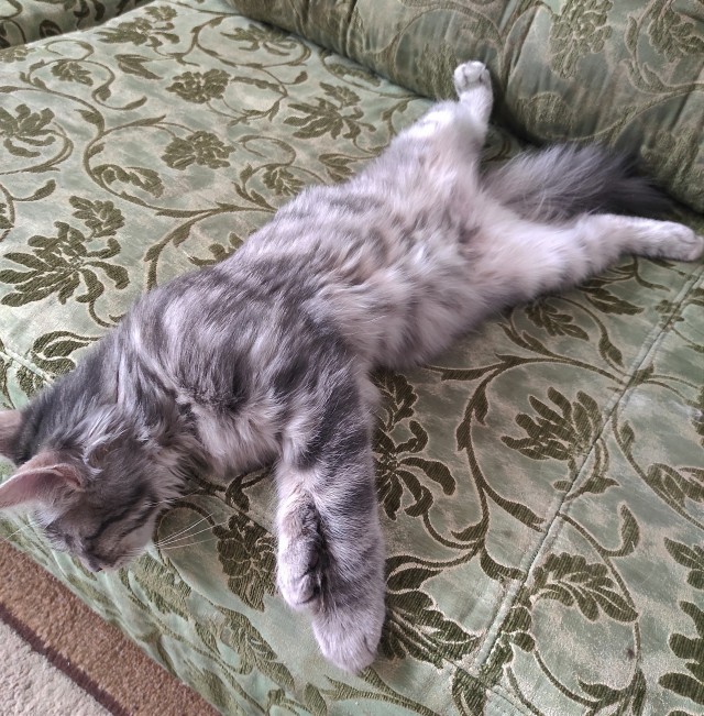 Котовторник продолжается