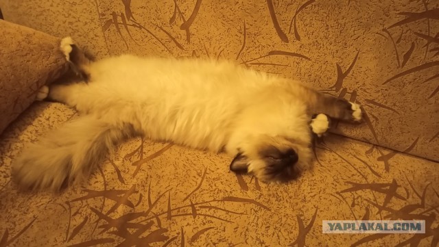 Совпало с котовторником.