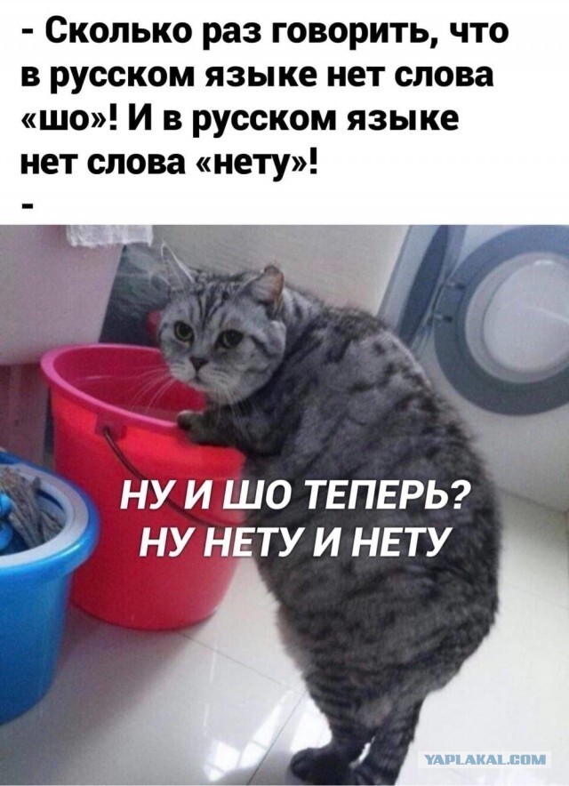 Ну шо? Котовторник?