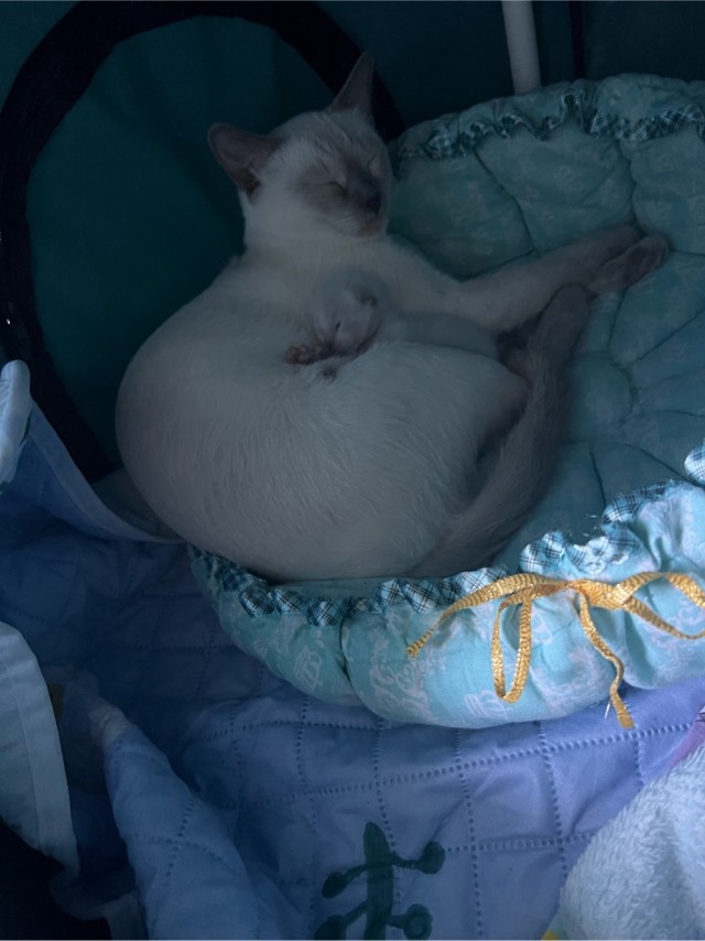 Котовторник.Наши модели