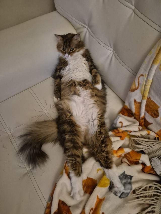 Котовторник