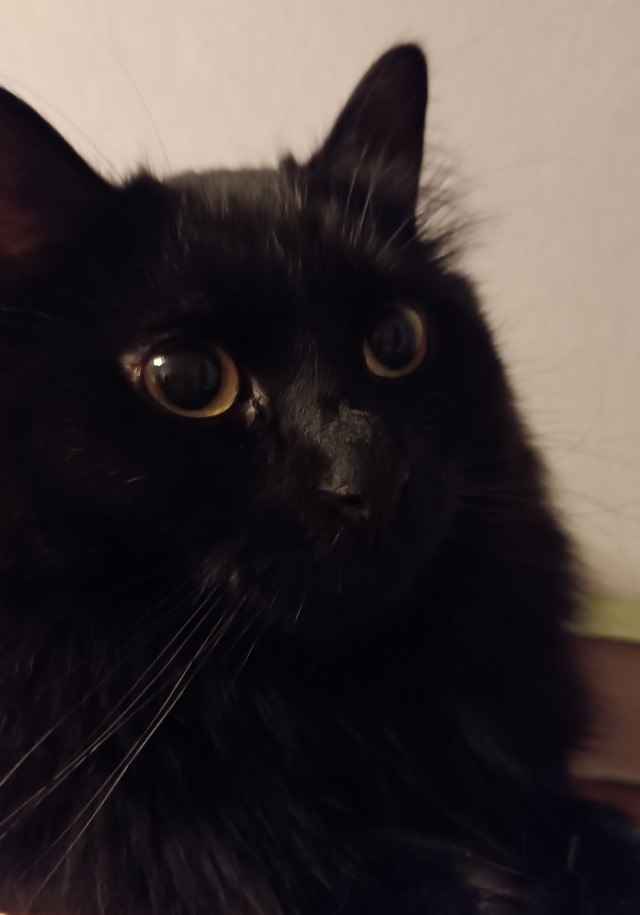 Котоновый год