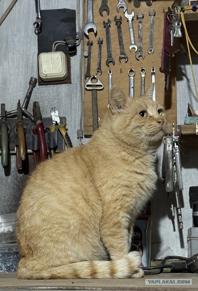 Котовторник же!