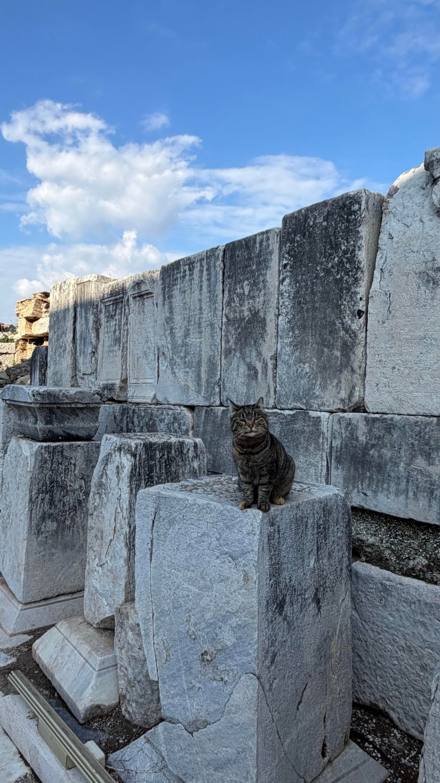 Кошки в развалинах Эфеса, Турция