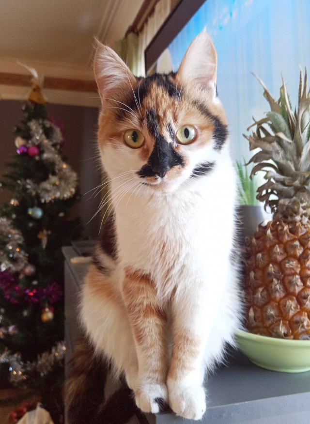 Трëхцветная кошка, которая живëт в магазине