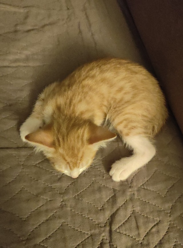 Добрый мужик приютил двух котят⁠. Ну как приютил, у него выбора не было просто