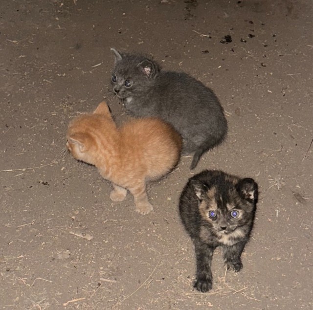Кошка родила котят в танке .