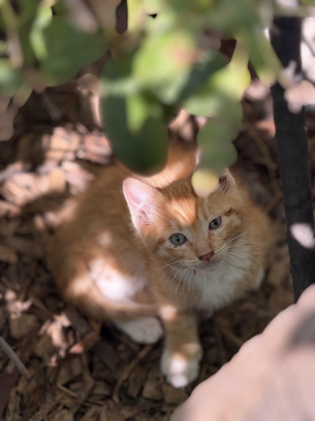 Котята