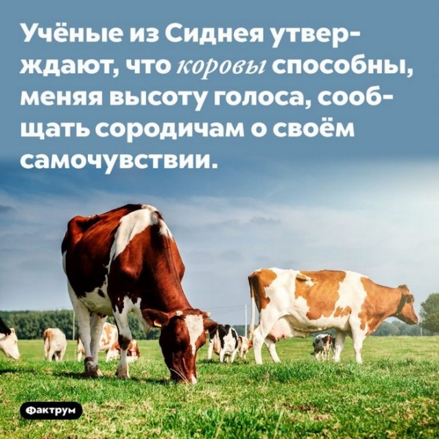 Интересные и короткие факты, на все случаи жизни