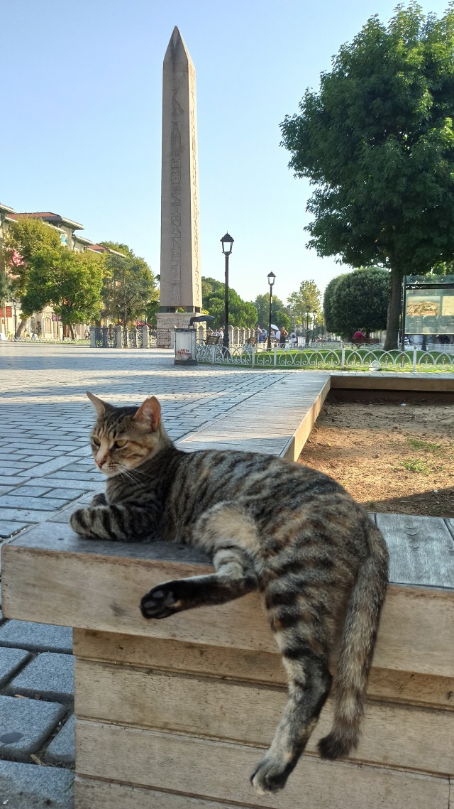Немного стамбульских котов на котовторник, господа!