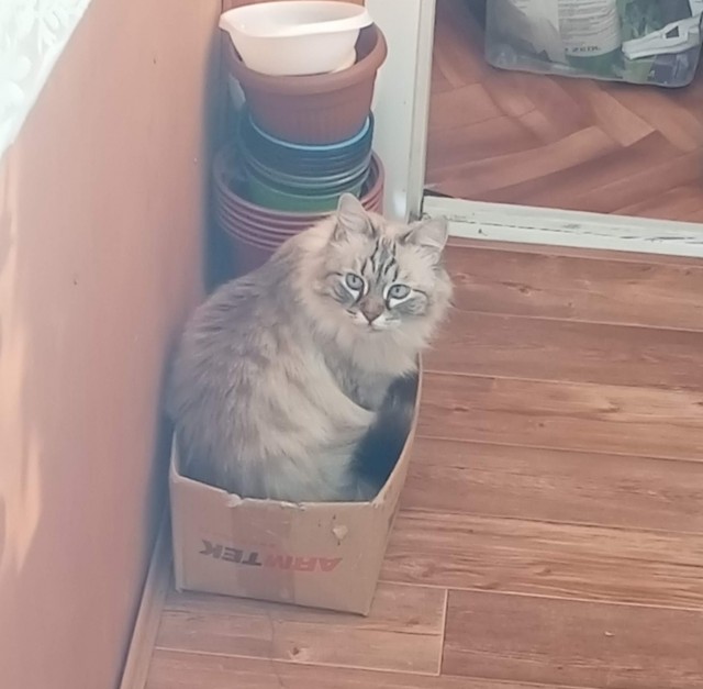 Фотки красивого кота.