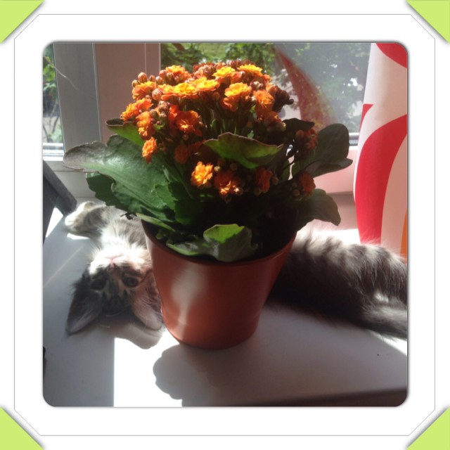 Котовторник 27.5.2014