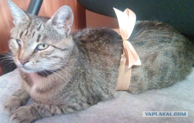 Котовторник 12.08.2014