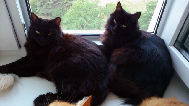 Котовторник 09.09.2014
