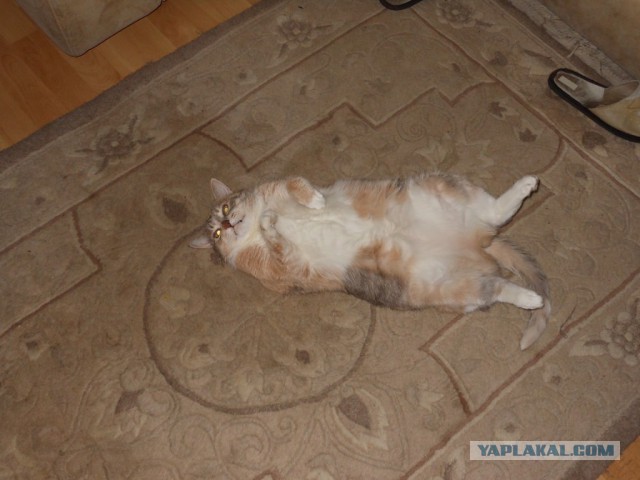 Как я котенка приютил