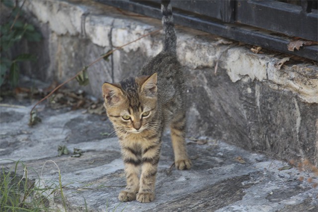 Котовторник 11.11.2014