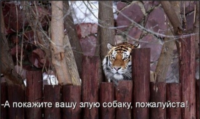 Правила жизни настоящей собаки