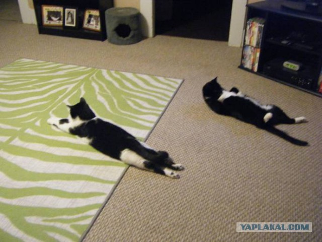 Котовторник 31.03.2015