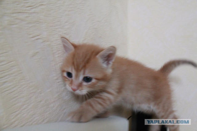 Котовторник