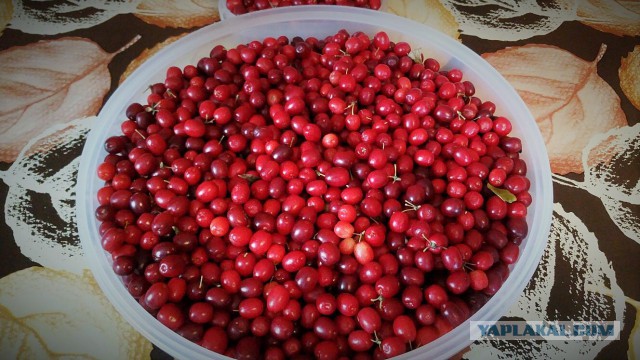 Желе из белой смородины и мармелад из красной