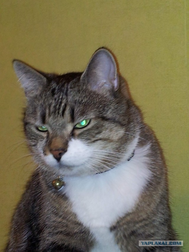 Котовторник