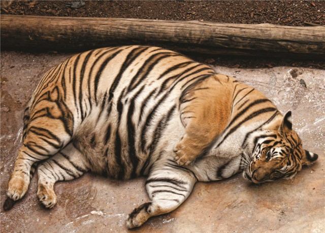Тигр, который ел после шести