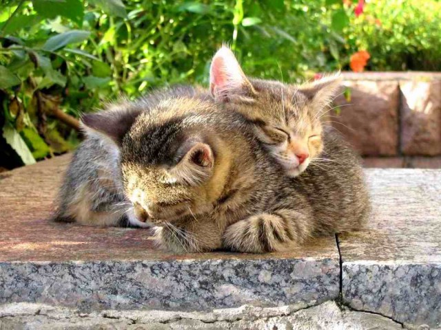 КошкоЛето!