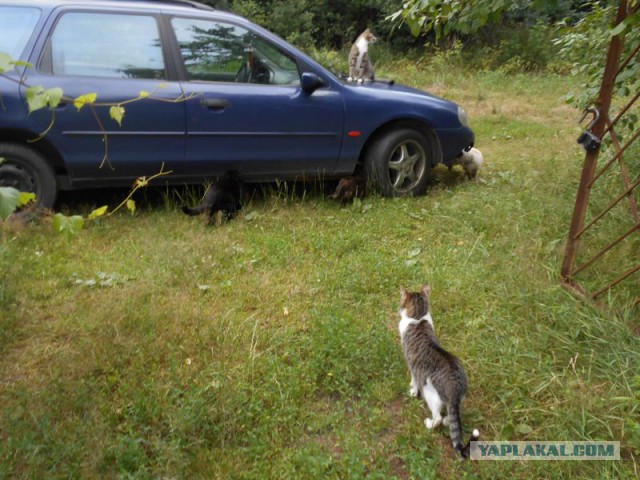 Жизнь домашнего приюта для котеек 122