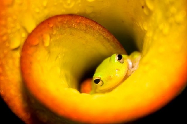 Лучшие звериные фото National Geographic 2007