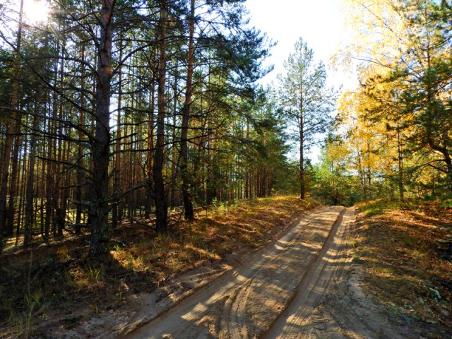 Прогулка по лесу с ножом, фотоаппаратом и ведром.