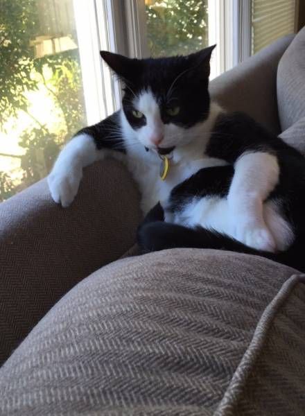 ГЛАГОЛящие коты